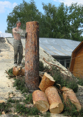 Удаление деревьев Киевская область